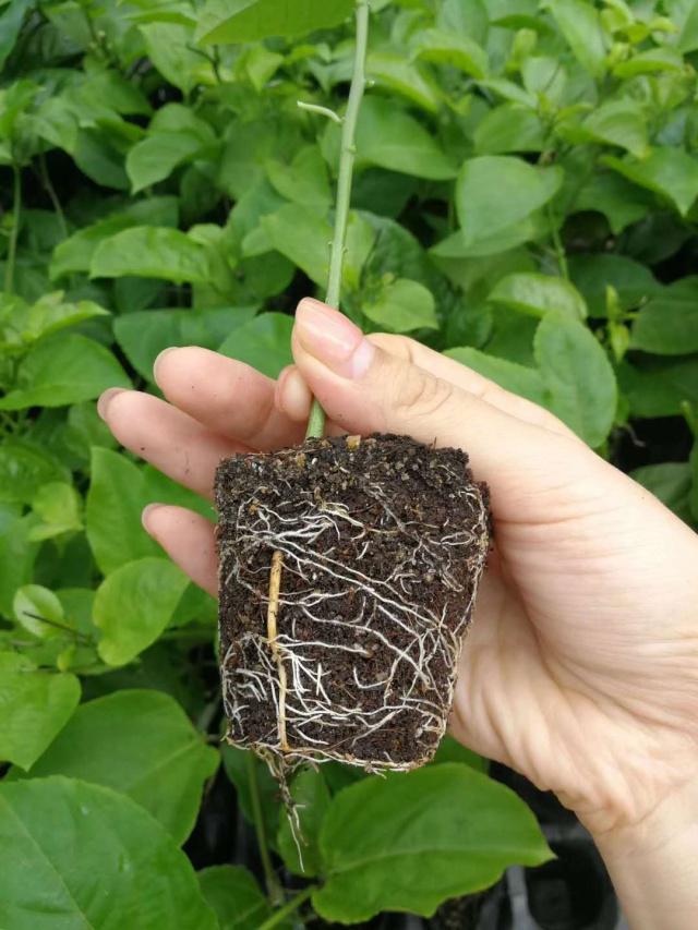 百香果種苗選擇指南 四種繁育方式的優(yōu)劣與種植建議