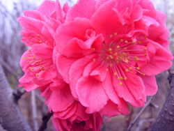 秋后樹苗預(yù)訂正當(dāng)時 碧桃品種齊全，農(nóng)苗網(wǎng)助您先行一步