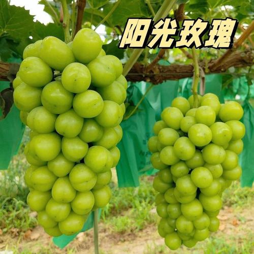 100果樹種苗廠家